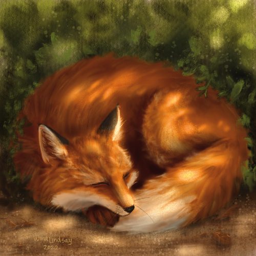 Sleeping Fox